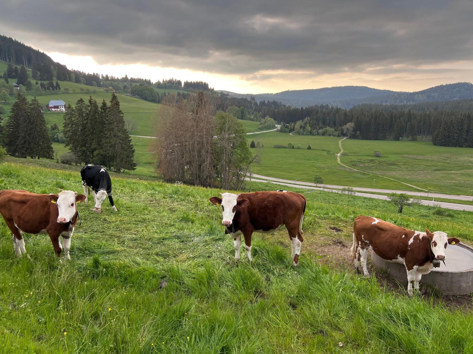 Schwarzwald-Hotel Kraeutle Feldberg  Exteriör bild
